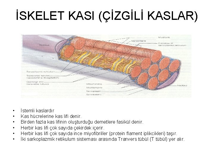 İSKELET KASI (ÇİZGİLİ KASLAR) • • • İstemli kaslardır Kas hücrelerine kas lifi denir.