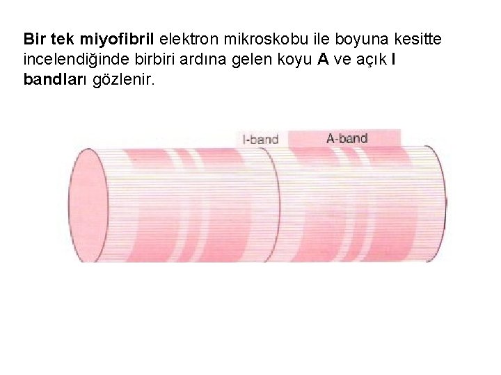Bir tek miyofibril elektron mikroskobu ile boyuna kesitte incelendiğinde birbiri ardına gelen koyu A
