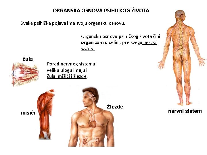 ORGANSKA OSNOVA PSIHIČKOG ŽIVOTA Svaka psihička pojava ima svoju organsku osnovu. Organsku osnovu psihičkog