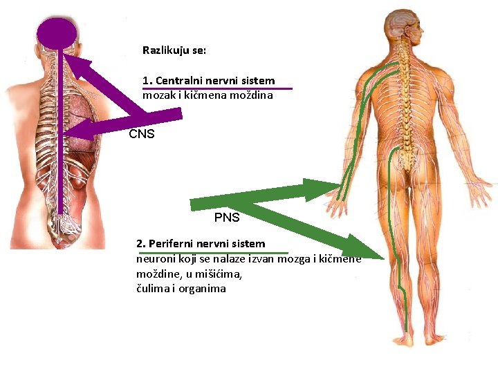 Razlikuju se: 1. Centralni nervni sistem mozak i kičmena moždina CNS PNS 2. Periferni