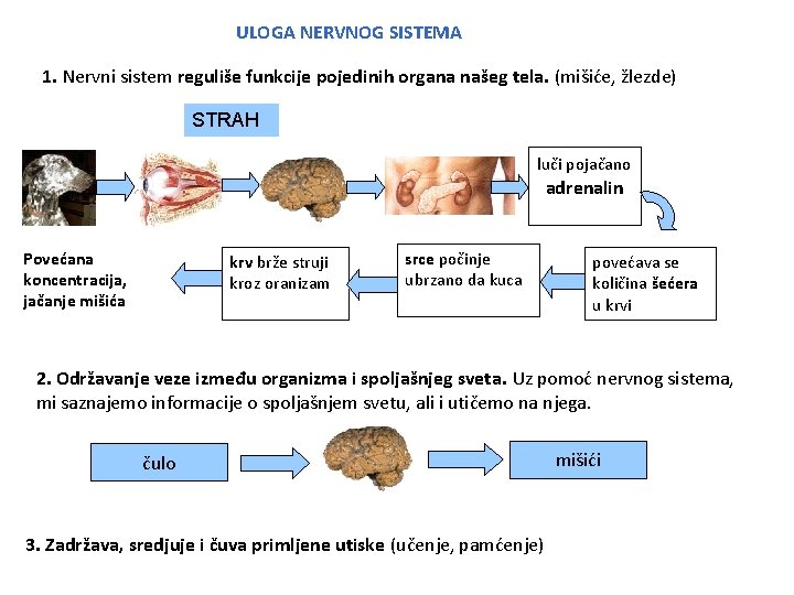 ULOGA NERVNOG SISTEMA 1. Nervni sistem reguliše funkcije pojedinih organa našeg tela. (mišiće, žlezde)