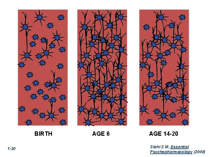 BIRTH 1 -20 AGE 6 AGE 14 -20 Stahl S M, Essential Psychopharmacology (2000)