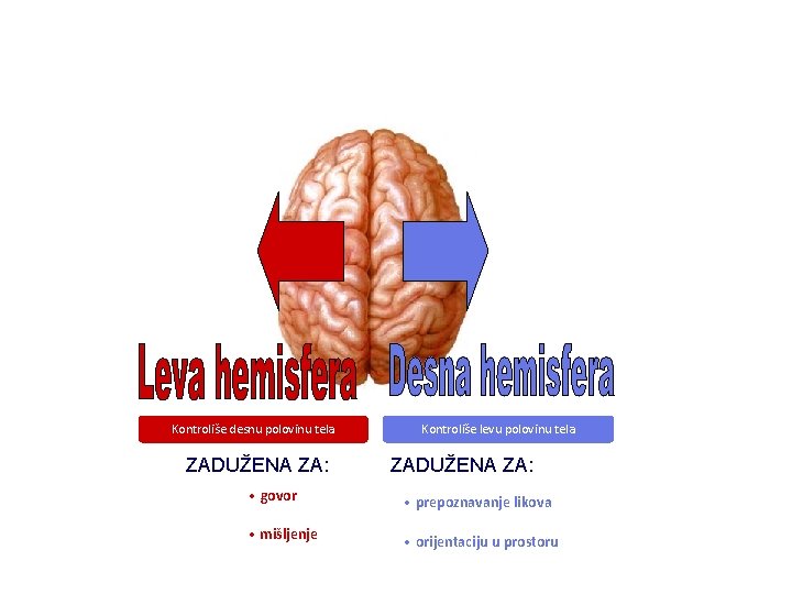 DVE HEMISFERE Kontroliše desnu polovinu tela ZADUŽENA ZA: Kontroliše levu polovinu tela ZADUŽENA ZA: