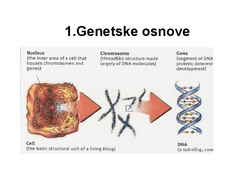 1. Genetske osnove 