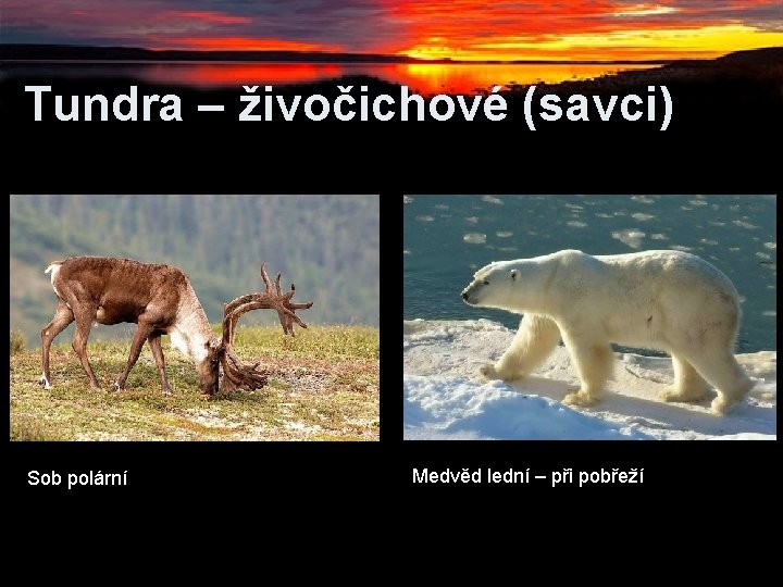 Tundra – živočichové (savci) Sob polární Medvěd lední – při pobřeží Tundra – živočichové (savci) Sob polární Medvěd lední – při pobřeží