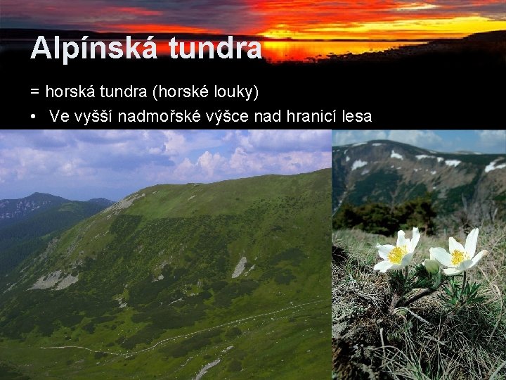 Alpínská tundra = horská tundra (horské louky) • Ve vyšší nadmořské výšce nad hranicí Alpínská tundra = horská tundra (horské louky) • Ve vyšší nadmořské výšce nad hranicí