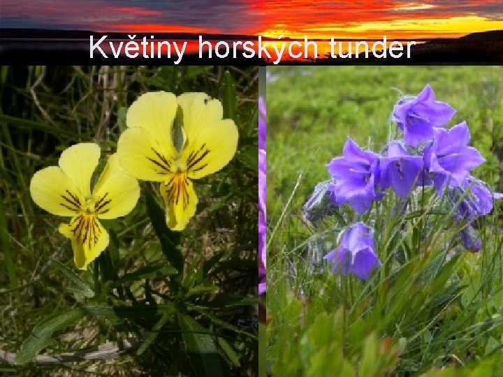 Květiny horských tunder Květiny horských tunder