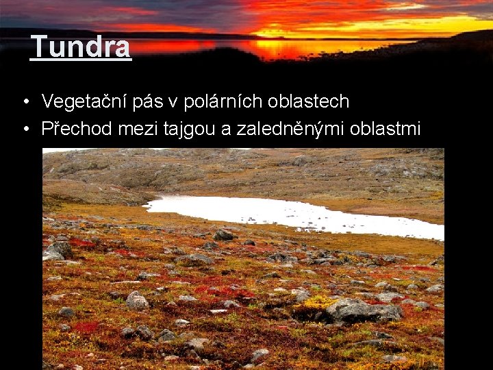 Tundra • Vegetační pás v polárních oblastech • Přechod mezi tajgou a zaledněnými oblastmi Tundra • Vegetační pás v polárních oblastech • Přechod mezi tajgou a zaledněnými oblastmi