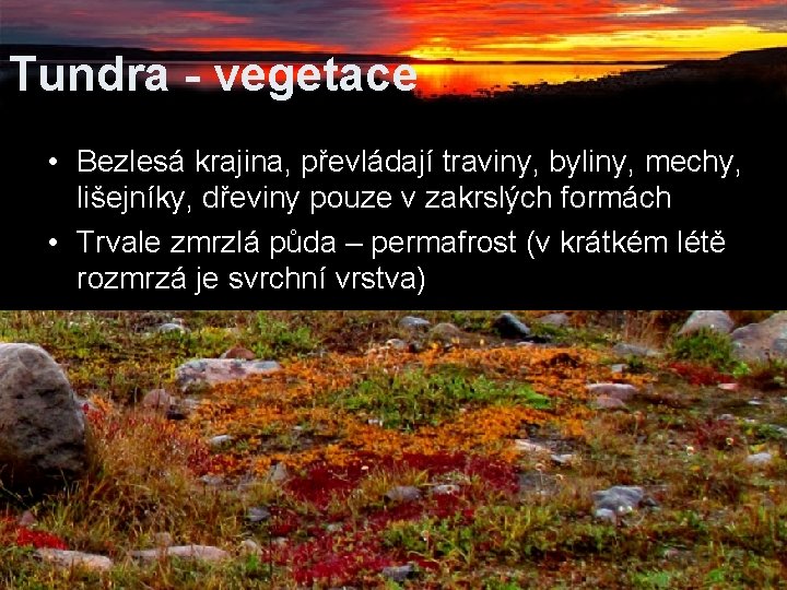 Tundra - vegetace • Bezlesá krajina, převládají traviny, byliny, mechy, lišejníky, dřeviny pouze v Tundra - vegetace • Bezlesá krajina, převládají traviny, byliny, mechy, lišejníky, dřeviny pouze v
