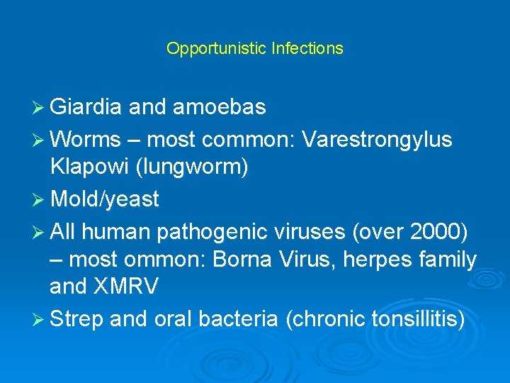 Opportunistic Infections Ø Giardia and amoebas Ø Worms – most common: Varestrongylus Klapowi (lungworm) Opportunistic Infections Ø Giardia and amoebas Ø Worms – most common: Varestrongylus Klapowi (lungworm)