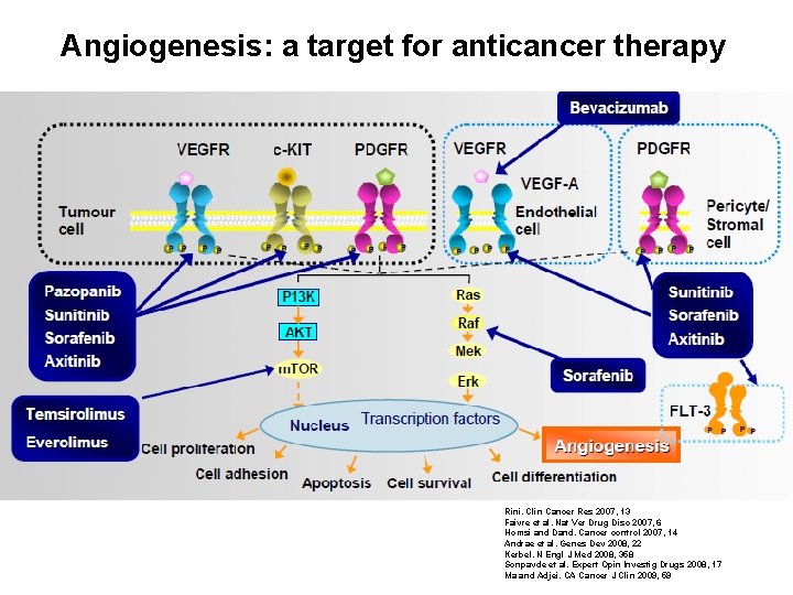 Angiogenesis: a target for anticancer therapy Rini. Clin Cancer Res 2007, 13 Faivre et