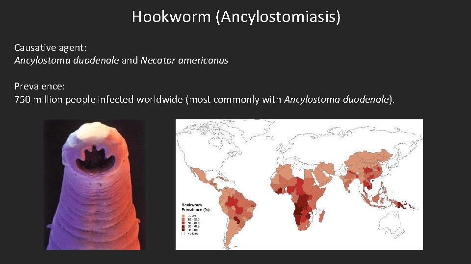 Hookworm (Ancylostomiasis) Causative agent: Ancylostoma duodenale and Necator americanus Prevalence: 750 million people infected