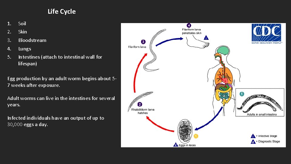 Life Cycle 1. 2. 3. 4. 5. Soil Skin Bloodstream Lungs Intestines (attach to
