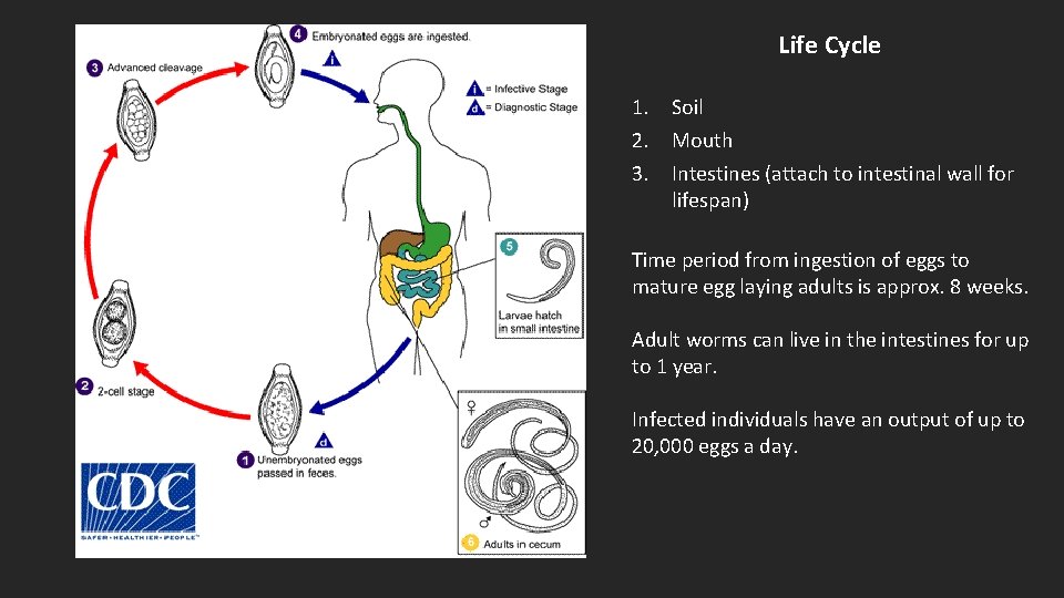 Life Cycle 1. Soil 2. Mouth 3. Intestines (attach to intestinal wall for lifespan)