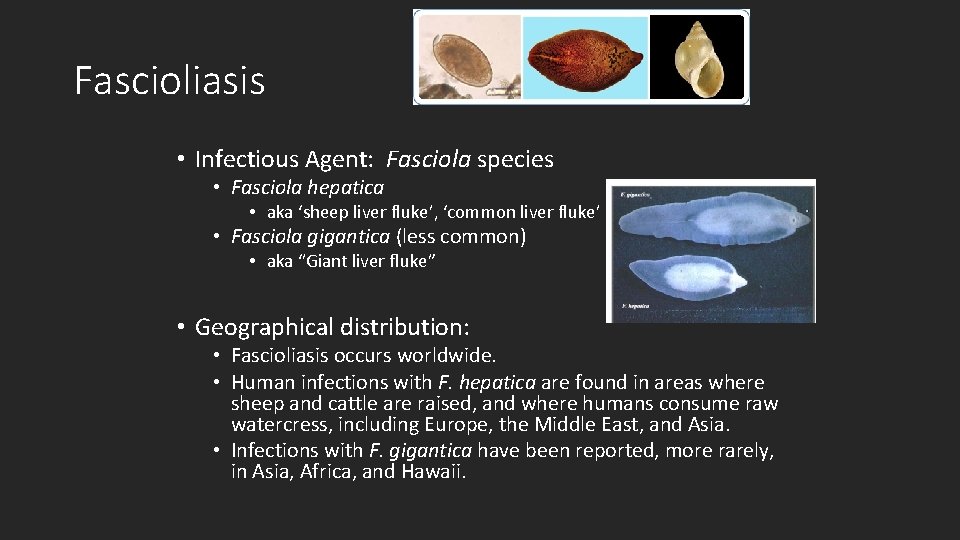 Fascioliasis • Infectious Agent: Fasciola species • Fasciola hepatica • aka ‘sheep liver fluke’,