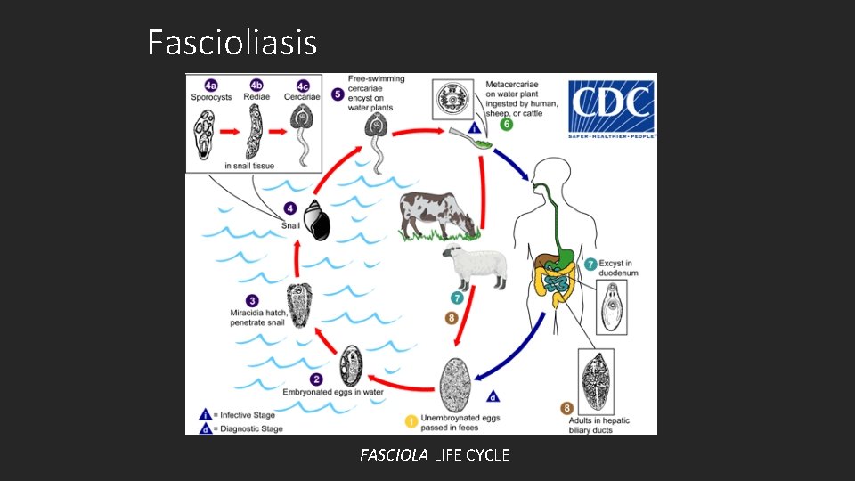 Fascioliasis FASCIOLA LIFE CYCLE 