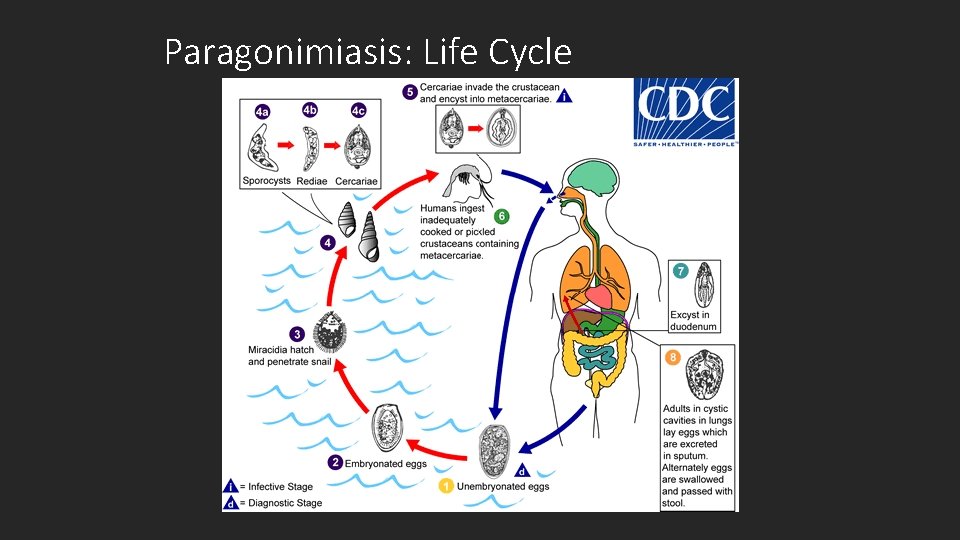 Paragonimiasis: Life Cycle 