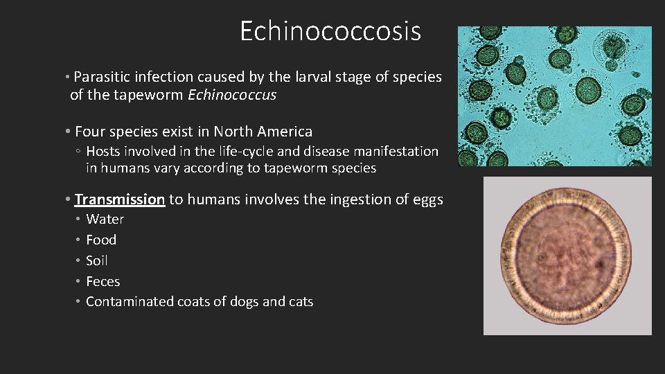 Echinococcosis • Parasitic infection caused by the larval stage of species of the tapeworm