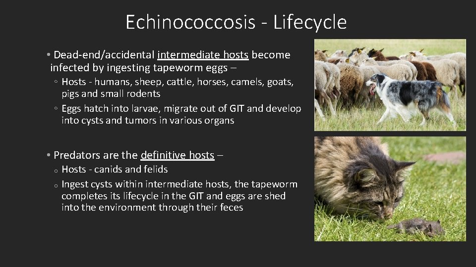 Echinococcosis - Lifecycle • Dead-end/accidental intermediate hosts become infected by ingesting tapeworm eggs –