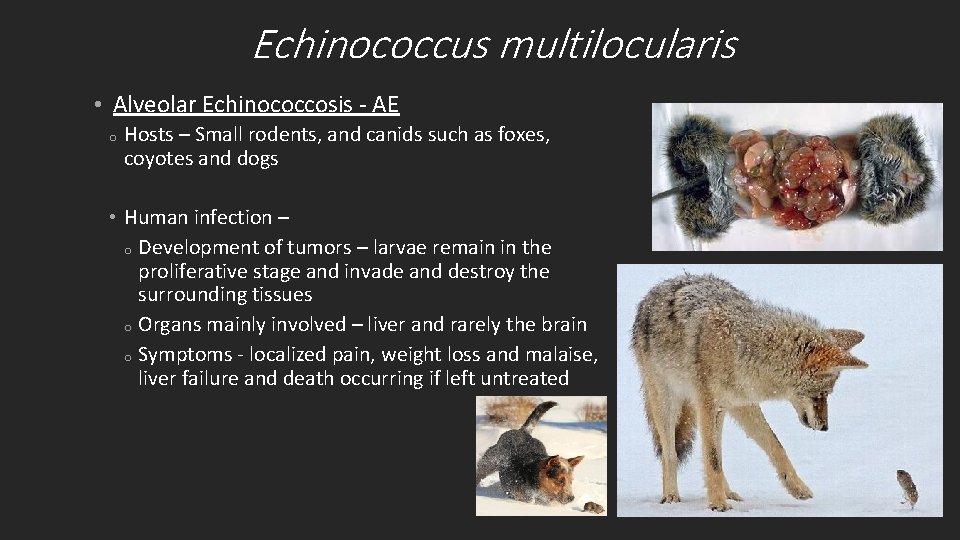 Echinococcus multilocularis • Alveolar Echinococcosis - AE o Hosts – Small rodents, and canids