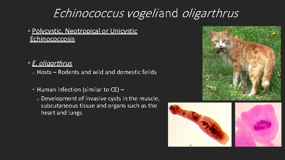 Echinococcus vogeli and oligarthrus • Polycystic, Neotropical or Unicystic Echinococcosis • E. oligarthrus o