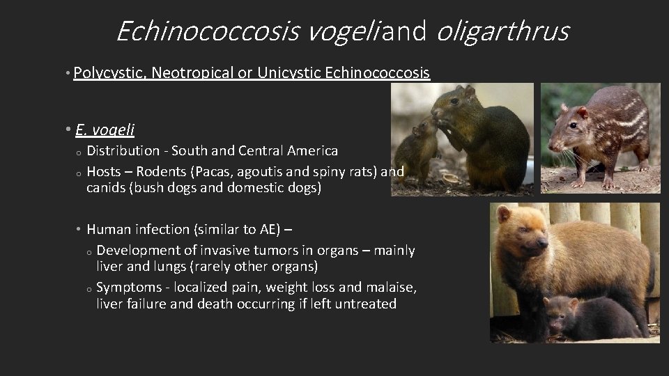 Echinococcosis vogeli and oligarthrus • Polycystic, Neotropical or Unicystic Echinococcosis • E. vogeli Distribution