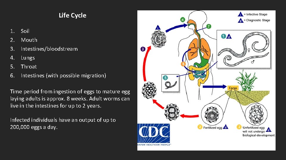 Life Cycle 1. 2. 3. 4. 5. 6. Soil Mouth Intestines/bloodstream Lungs Throat Intestines