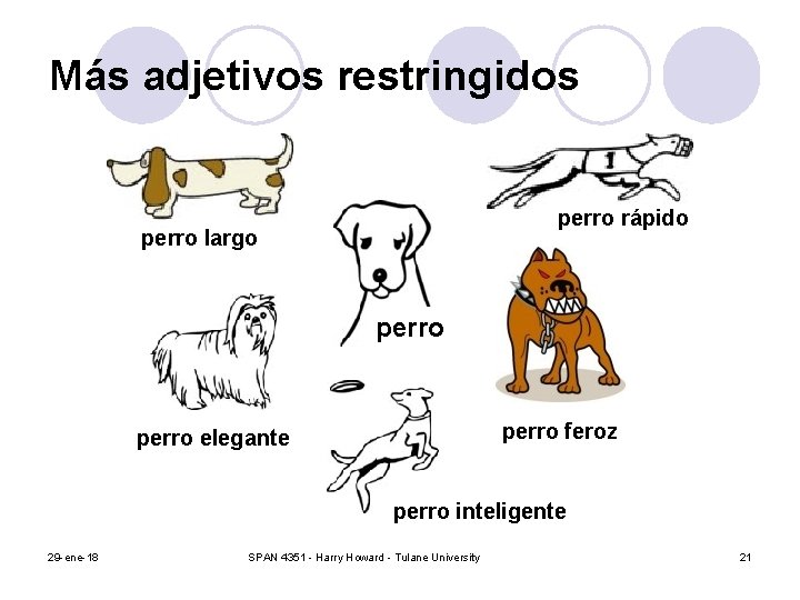 Más adjetivos restringidos perro rápido perro largo perro feroz perro elegante perro inteligente 29