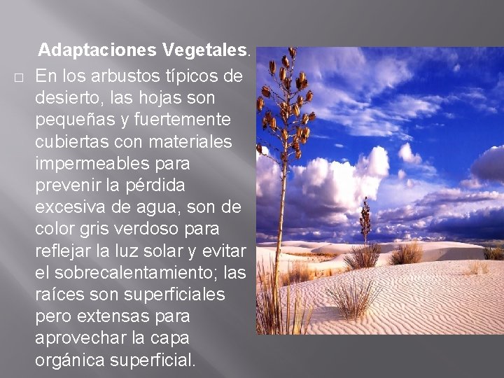 � Adaptaciones Vegetales. En los arbustos típicos de desierto, las hojas son pequeñas y