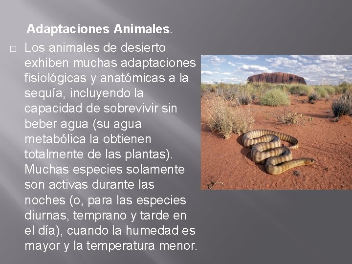 � Adaptaciones Animales. Los animales de desierto exhiben muchas adaptaciones fisiológicas y anatómicas a