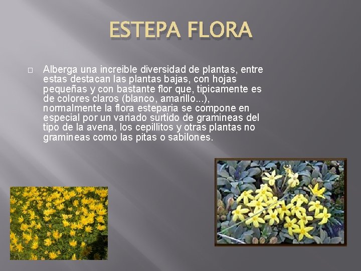 ESTEPA FLORA � Alberga una increible diversidad de plantas, entre estas destacan las plantas