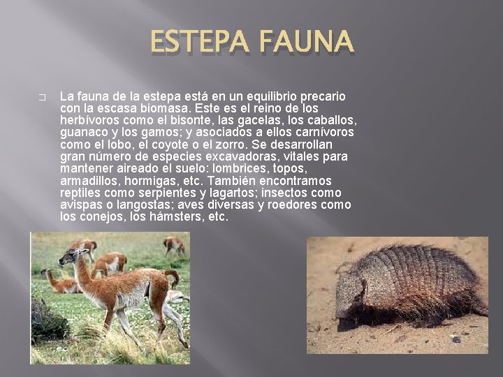 ESTEPA FAUNA � La fauna de la estepa está en un equilibrio precario con