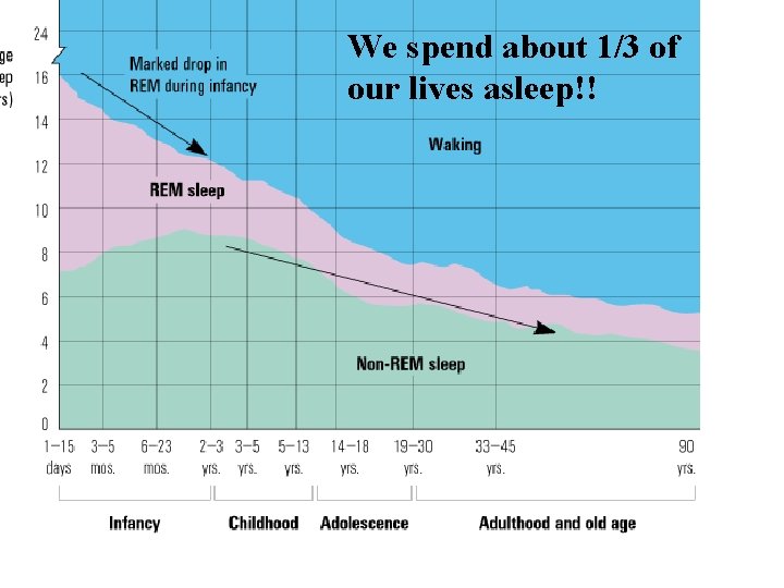 We spend about 1/3 of our lives asleep!! 
