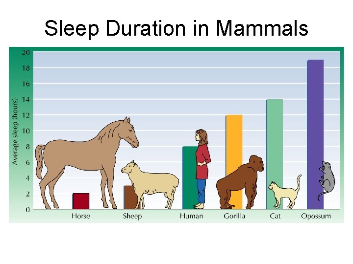 Sleep Duration in Mammals 