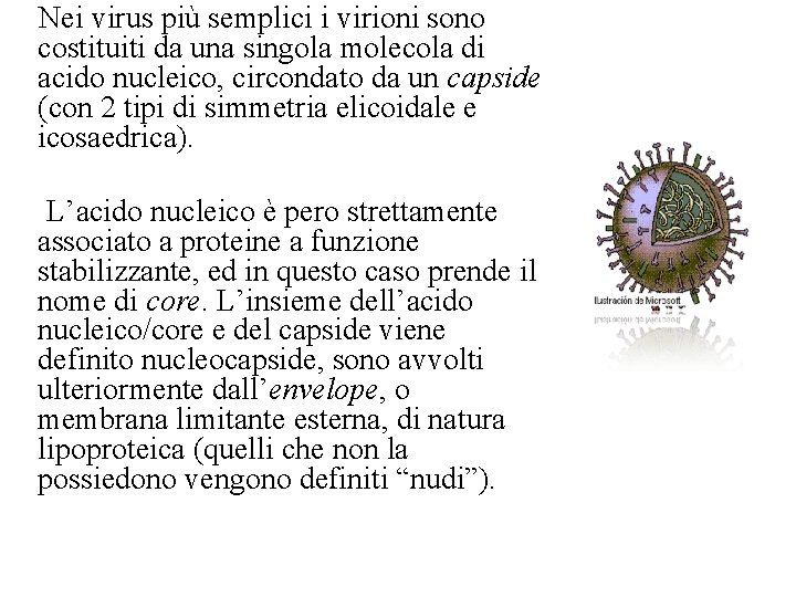 Nei virus più semplici i virioni sono costituiti da una singola molecola di acido