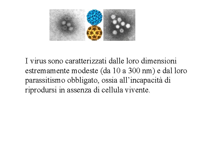 I virus sono caratterizzati dalle loro dimensioni estremamente modeste (da 10 a 300 nm)