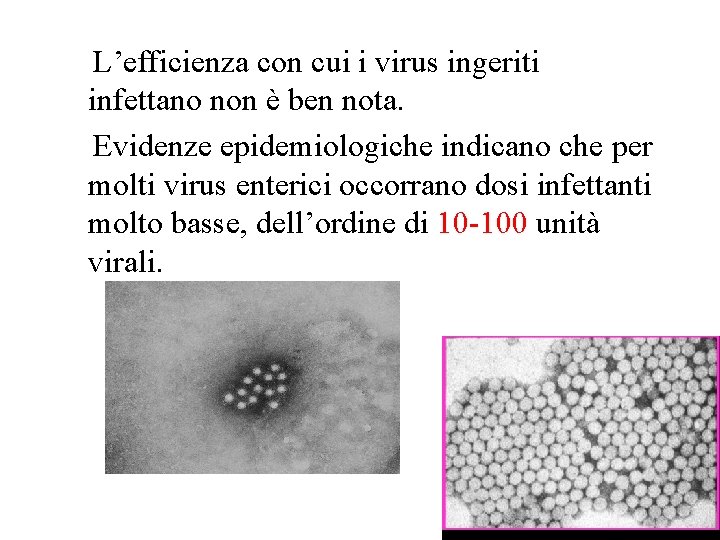 L’efficienza con cui i virus ingeriti infettano non è ben nota. Evidenze epidemiologiche indicano