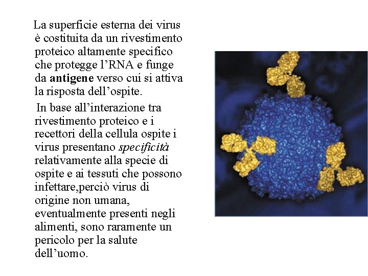 La superficie esterna dei virus è costituita da un rivestimento proteico altamente specifico che