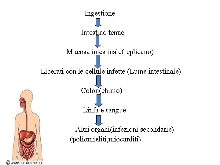 Ingestione Intestino tenue Mucosa intestinale(replicano) Liberati con le cellule infette (Lume intestinale) Colon(chimo) Linfa