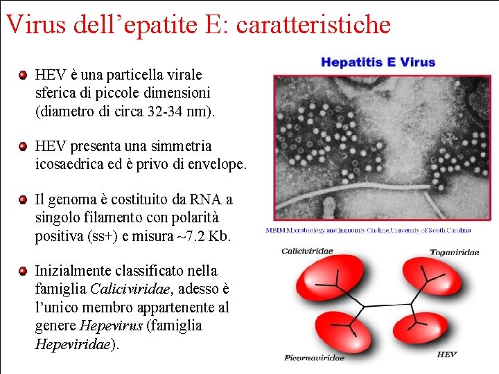 Virus dell’epatite E: caratteristiche HEV è una particella virale sferica di piccole dimensioni (diametro