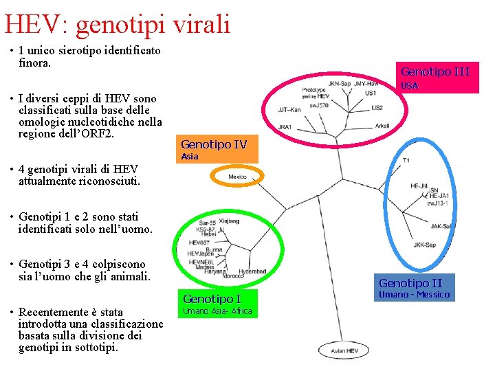 HEV: genotipi virali • 1 unico sierotipo identificato finora. Genotipo III USA • I