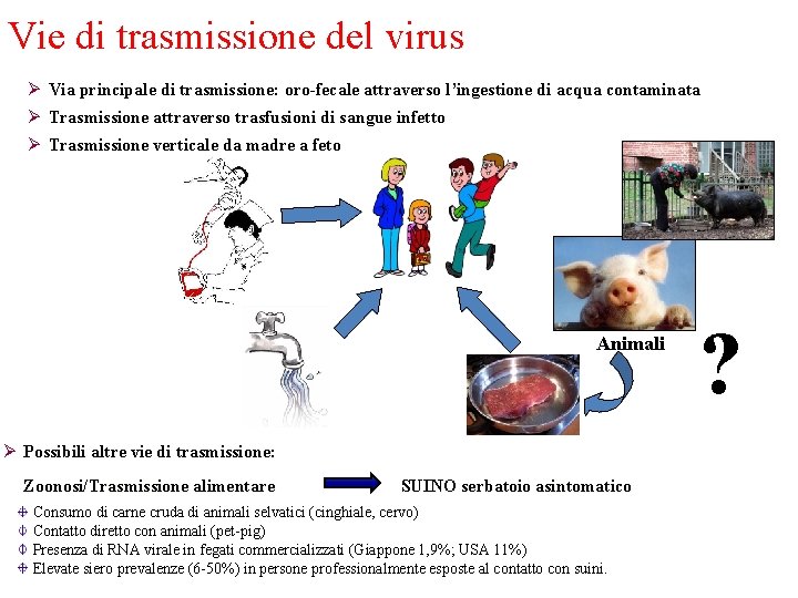Vie di trasmissione del virus Ø Via principale di trasmissione: oro-fecale attraverso l’ingestione di
