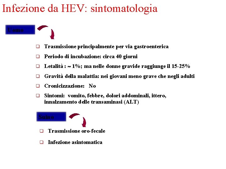 Infezione da HEV: sintomatologia Uomo q Trasmissione principalmente per via gastroenterica q Periodo di