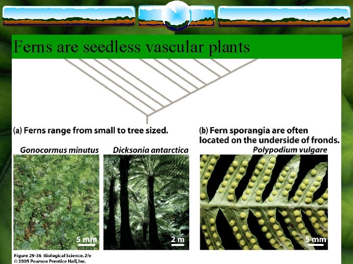 Ferns are seedless vascular plants 