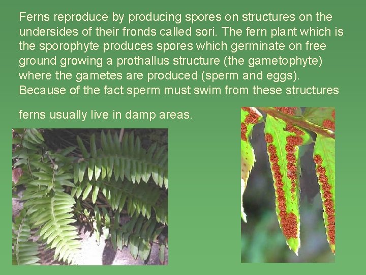 Ferns reproduce by producing spores on structures on the undersides of their fronds called