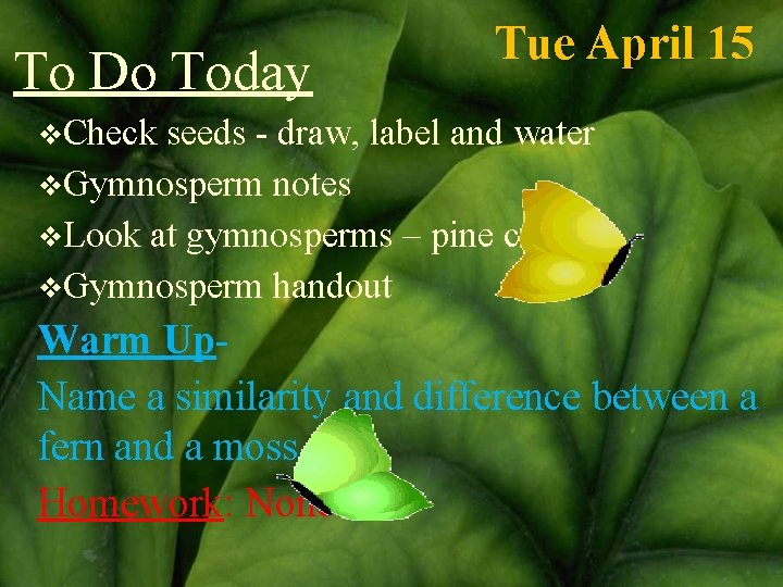 To Do Today Tue April 15 v. Check seeds - draw, label and water