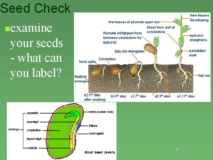 Seed Check nexamine your seeds - what can you label? 15 