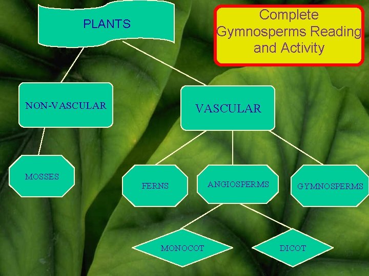 Complete Gymnosperms Reading and Activity PLANTS NON-VASCULAR MOSSES VASCULAR FERNS MONOCOT ANGIOSPERMS GYMNOSPERMS DICOT