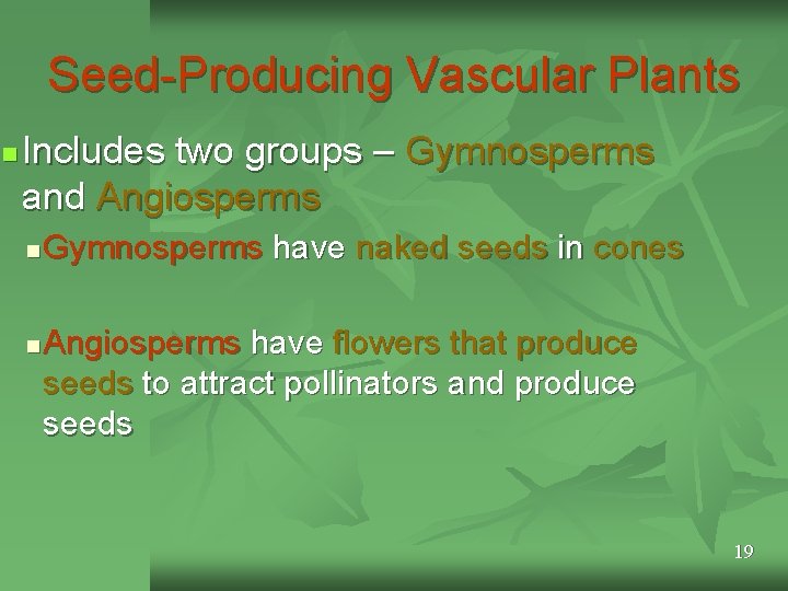 Seed-Producing Vascular Plants n Includes two groups – Gymnosperms and Angiosperms n n Gymnosperms