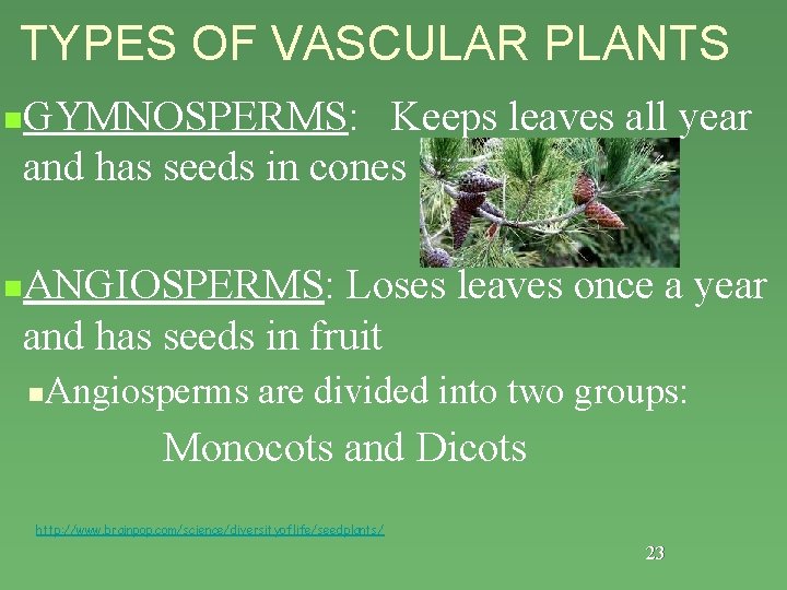 TYPES OF VASCULAR PLANTS n n GYMNOSPERMS: Keeps leaves all year and has seeds